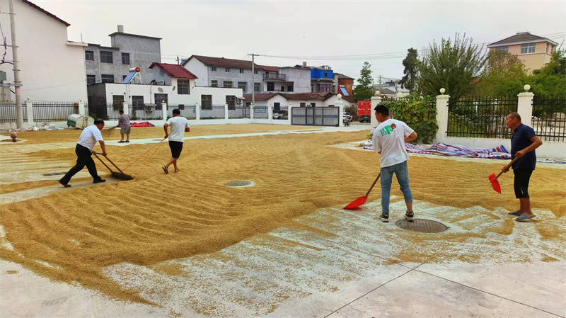 咸寧市咸安區(qū)白鶴村廣場上，稻谷“搶收”正酣。受訪者供圖