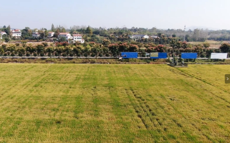 湖北浠水“谷林套播” 助力“稻稻油”三熟三高產(chǎn)。