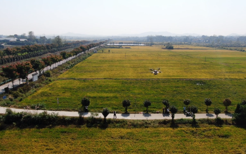 湖北浠水縣稻田。