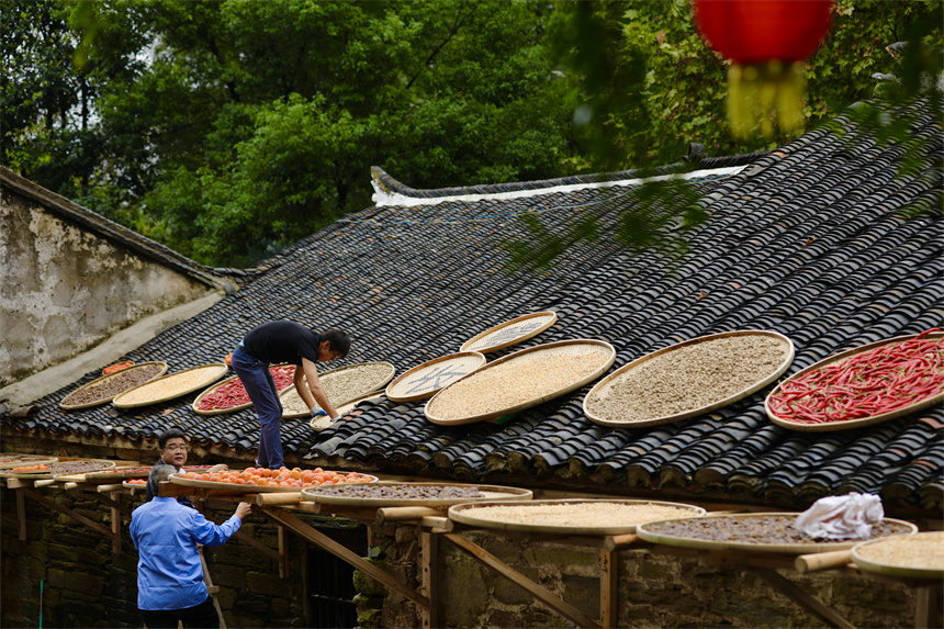 武漢黃陂:鄉(xiāng)村曬秋美