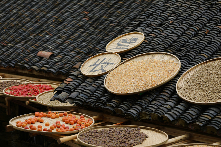 武漢黃陂:鄉(xiāng)村曬秋美