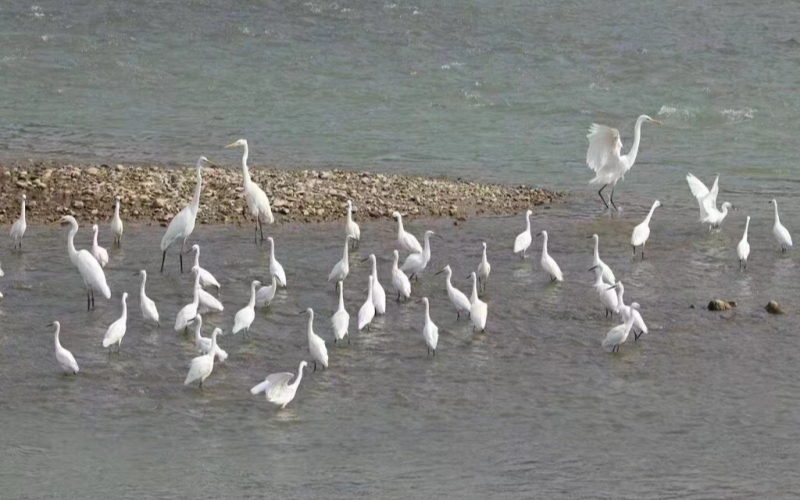 天河流域水清魚躍、白鷺嬉戲之景。賈庚春攝