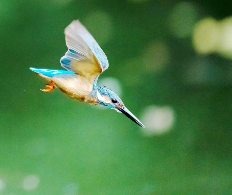 湖北返灣湖國(guó)家濕地公園