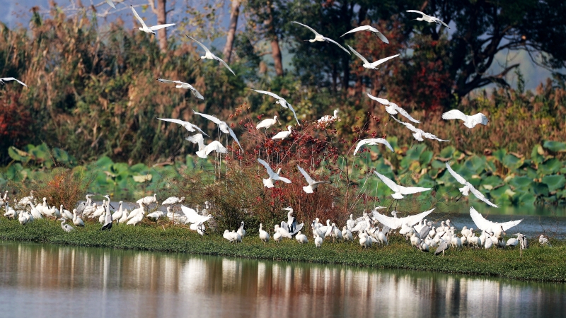 湖北返灣湖國(guó)家濕地公園