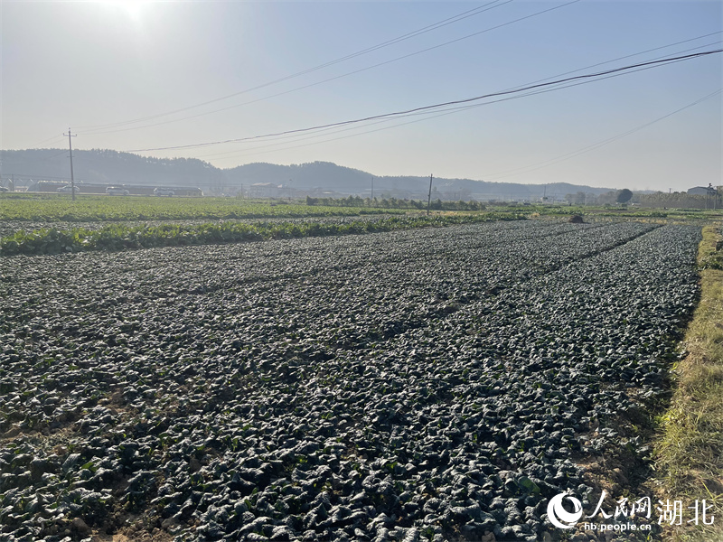 隨州特色農(nóng)產(chǎn)品“泡泡青”。人民網(wǎng)記者 周倩文攝