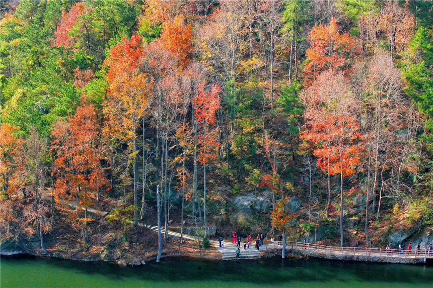 湖北黃陂:十里紅葉“醉”游人【8】