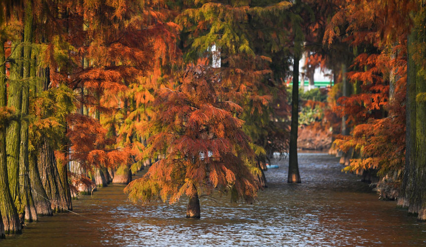 萬(wàn)棵水杉在水里成排成行，如一片“世外森林”。