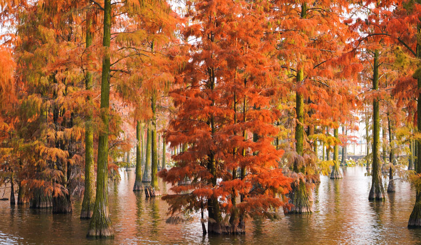 橙紅似火的水杉與水面交相輝映。