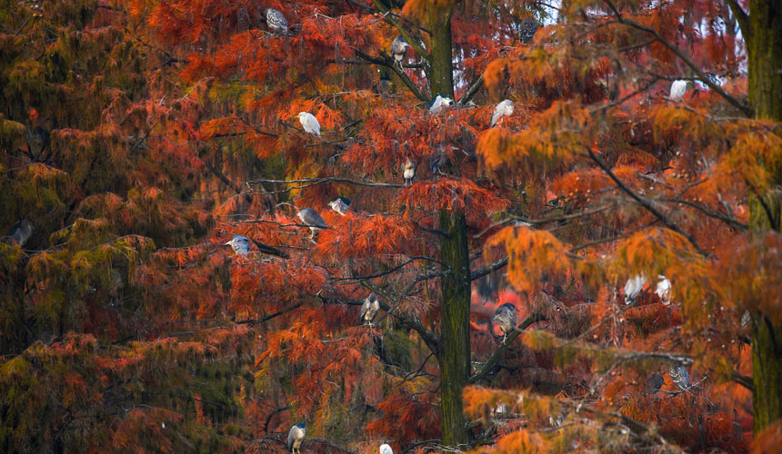 珍稀鳥類用腳“投票”，選擇在漲渡湖濕地棲息。
