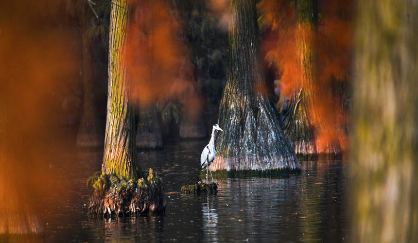 蒼鷺在樹樁上休憩。