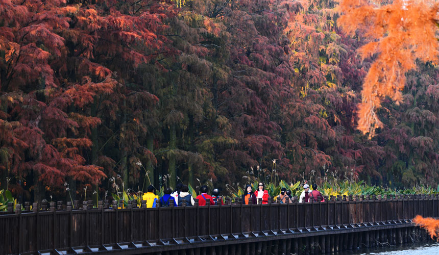 游客在漲渡湖濕地“水上森林”的棧道上合影。