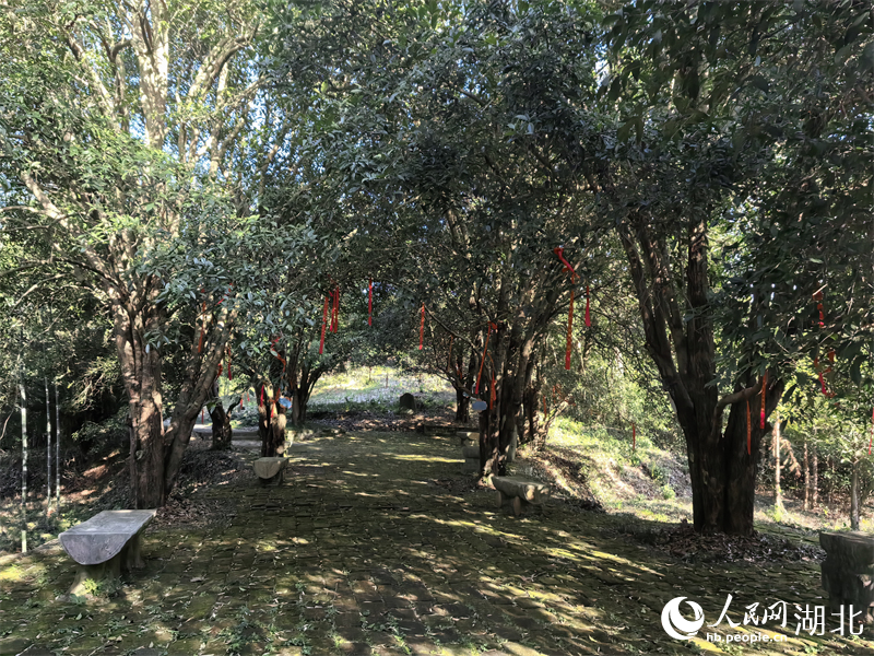 桂花源景區(qū)古桂成群。人民網(wǎng) 周雯攝