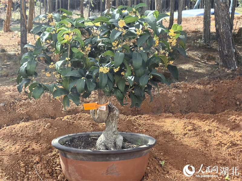 寒冬里，桂花盆栽仍散發(fā)著香味。人民網(wǎng) 周雯攝