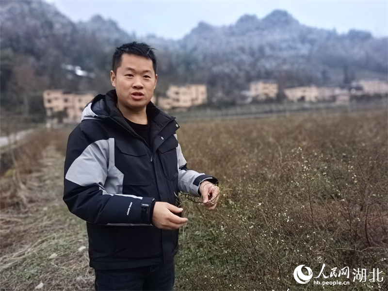 胡磊在基地檢查雪柳長勢。人民網 周雯攝