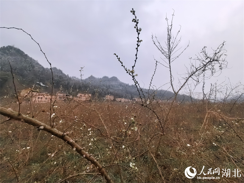 雪柳綻放。人民網 周雯攝