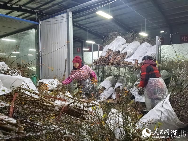 工人正忙著將當日采摘的雪柳入庫。人民網 周雯攝
