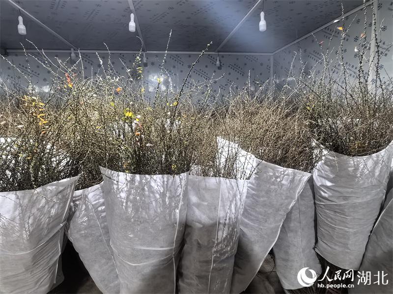 倉庫里擺滿了等待發(fā)往云南的雪柳。人民網 周雯攝