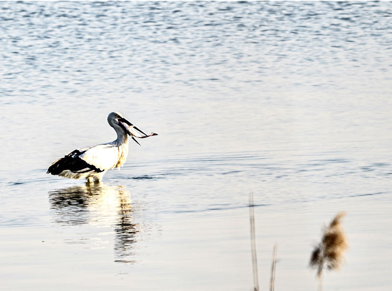 晏艮忠拍攝的東方白鸛。受訪者供圖