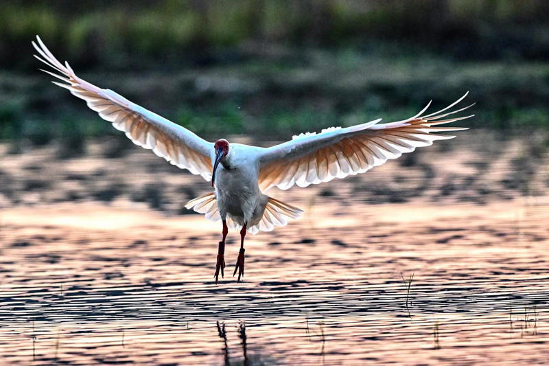 晏艮忠拍攝的朱鹮。受訪者供圖