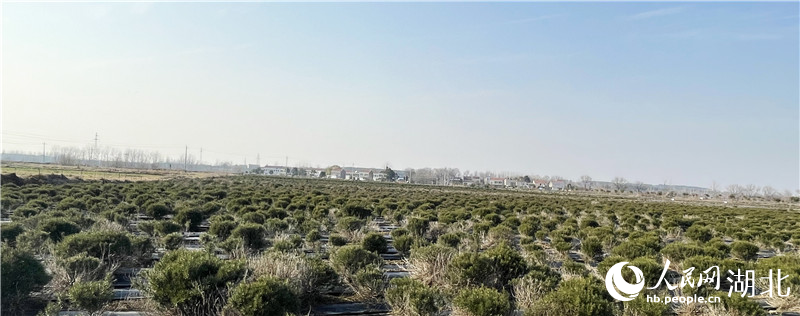 迷迭香種植基地。人民網(wǎng)記者 周恬攝