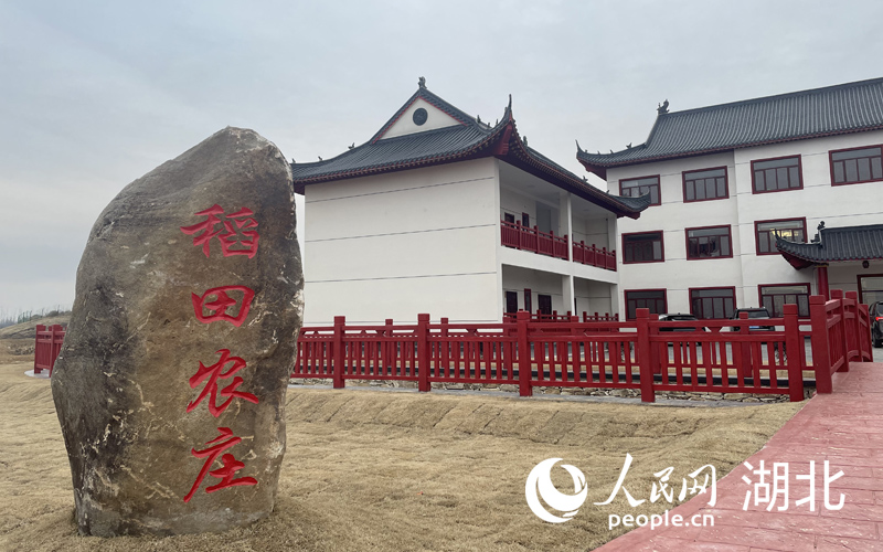 稻田農(nóng)莊。人民網(wǎng)記者 周恬攝