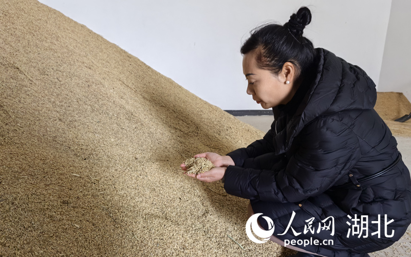 胡丹在糧庫檢查新米的儲存情況。人民網(wǎng)記者 周雯攝
