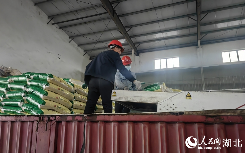 打包完的大米直接裝車。人民網(wǎng)記者 肖璐欣攝