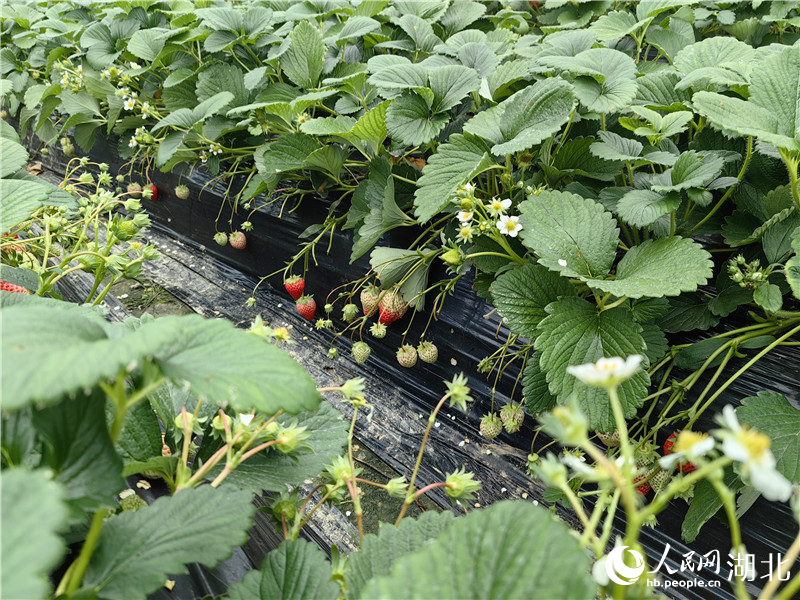 大棚內(nèi)的草莓。人民網(wǎng)記者 肖璐欣攝