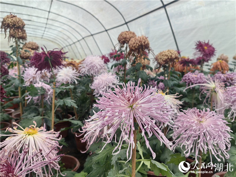 大棚內(nèi)的菊花長(zhǎng)勢(shì)喜人。人民網(wǎng)記者 肖璐欣攝。