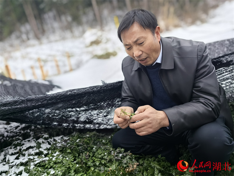 徐澤剛向記者展示黃蓮花。人民網(wǎng)記者 周雯攝