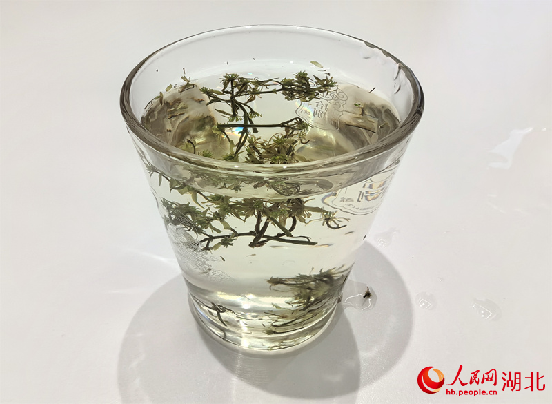 黃連花茶。人民網(wǎng)記者 周雯攝