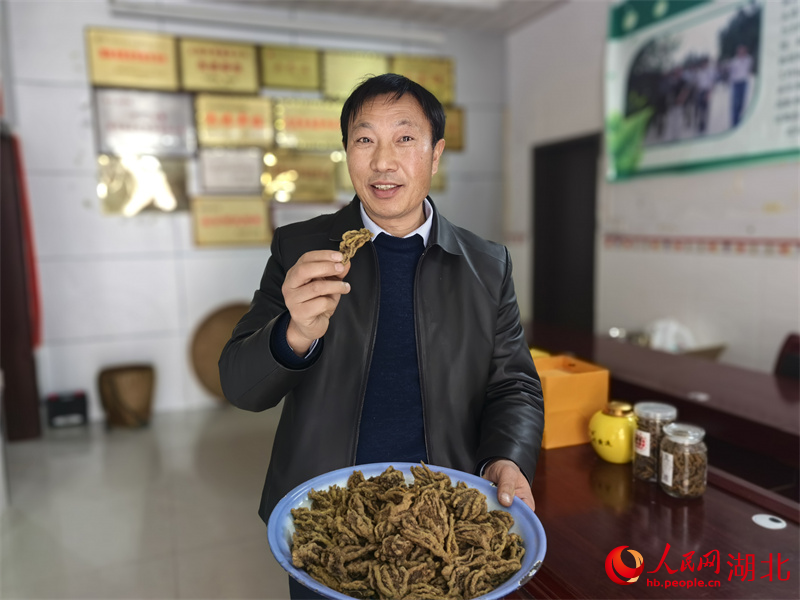 利川黃連形似雞爪。人民網(wǎng)記者 周雯攝