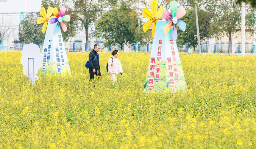 武漢蔡甸:知音故里油菜花節(jié)開(kāi)幕 萬(wàn)畝油菜花迎綻放【2】