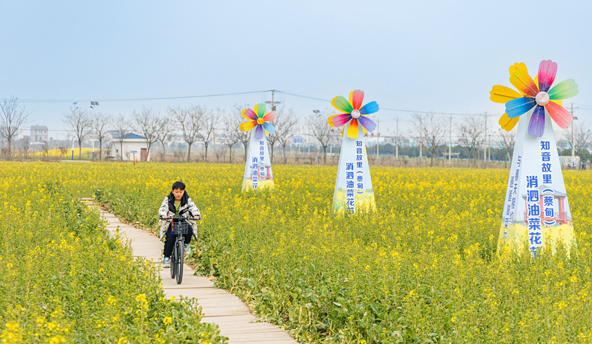武漢蔡甸:知音故里油菜花節(jié)開(kāi)幕 萬(wàn)畝油菜花迎綻放【7】