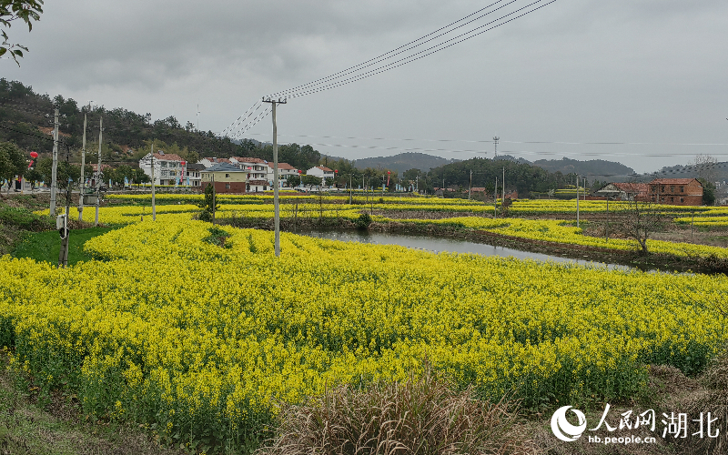 湖北武穴油菜花開。