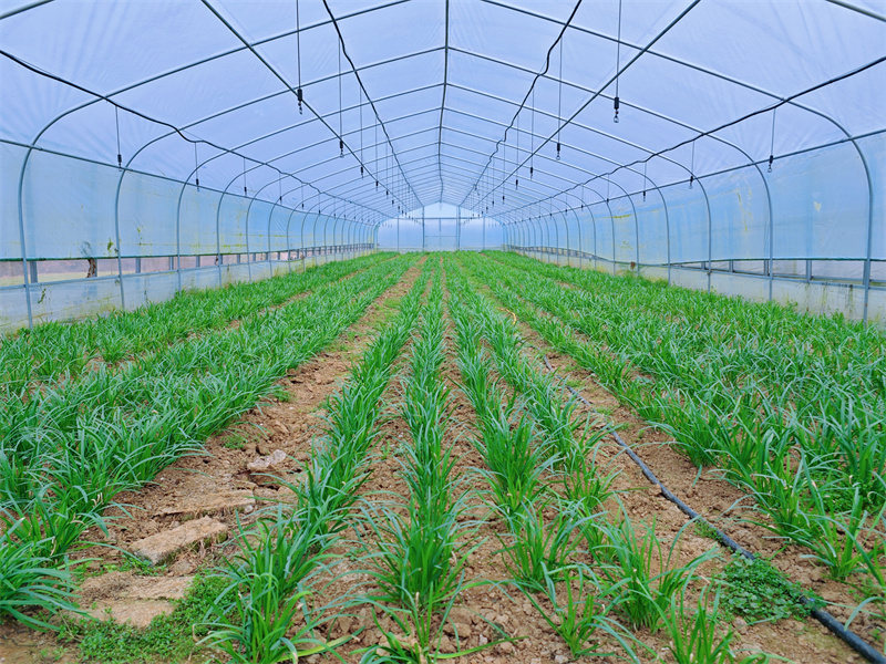 核桃樹埡村大棚內(nèi)韭菜嬌艷欲滴，長勢喜人。席曙光攝