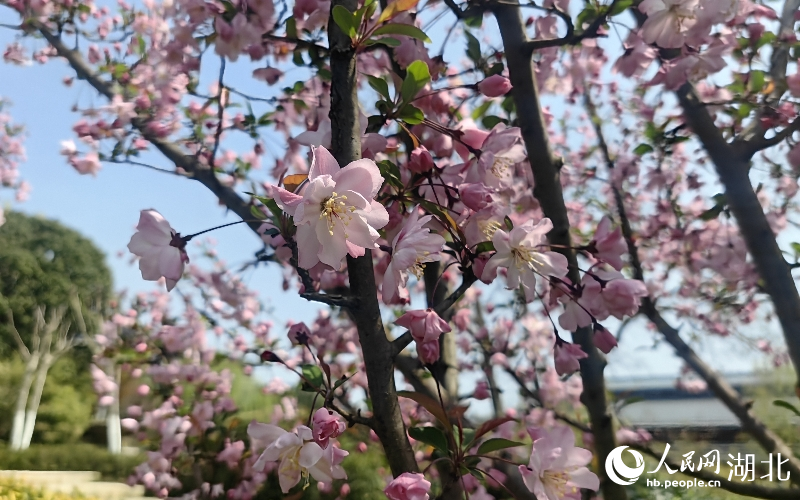 湖北武漢：花團錦簇春意濃【3】