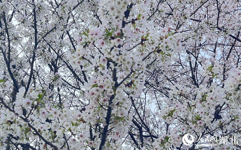 湖北武漢：花團錦簇春意濃【9】