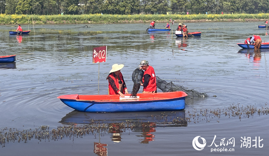 3月30日，在湖北省潛江市龍灣鎮(zhèn)瞄新村蝦稻共作基地，2024“潛江龍蝦”春捕開始。人民網(wǎng)記者 張雋攝
