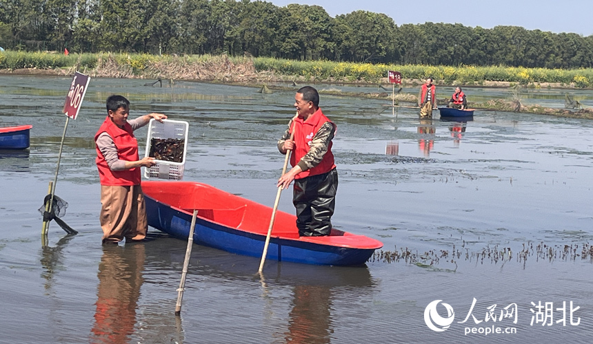 3月30日，在湖北省潛江市龍灣鎮(zhèn)瞄新村蝦稻共作基地，2024“潛江龍蝦”春捕開始。人民網記者 張雋攝
