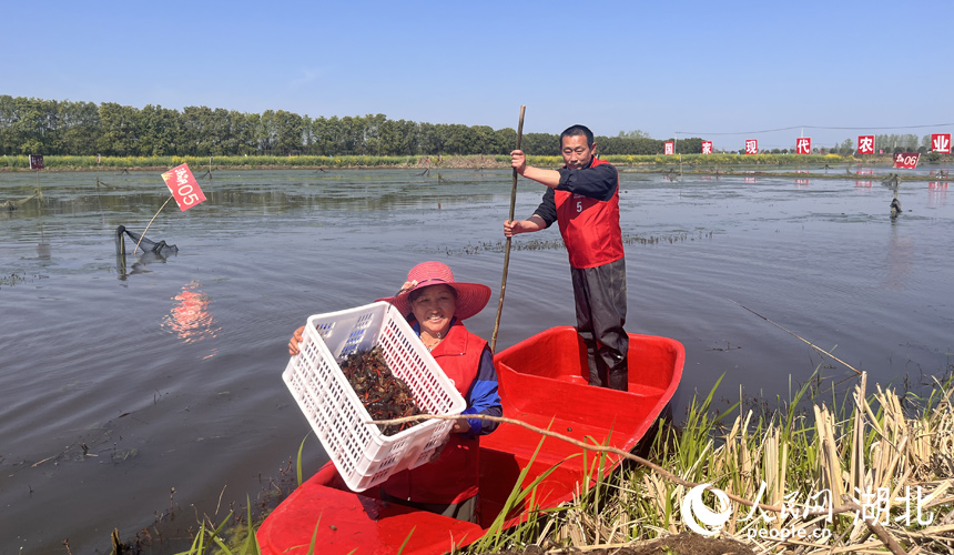 3月30日，在湖北省潛江市龍灣鎮(zhèn)瞄新村蝦稻共作基地，2024“潛江龍蝦”春捕開始。人民網(wǎng)記者 張雋攝