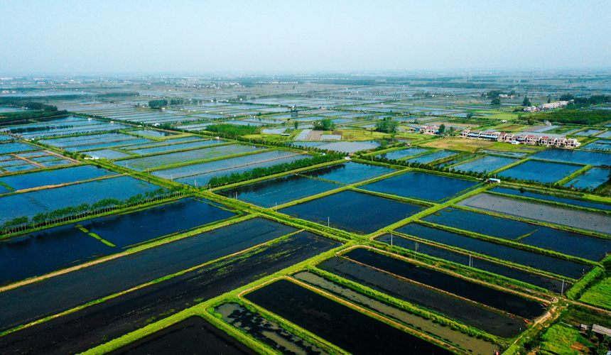 萬畝蝦稻共作基地。潛江市委宣傳部供圖
