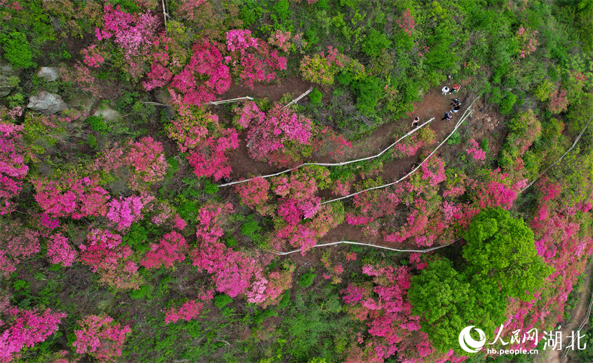 火紅的杜鵑花與旁邊的綠樹(shù)相映成趣。人民網(wǎng)記者 周倩文攝