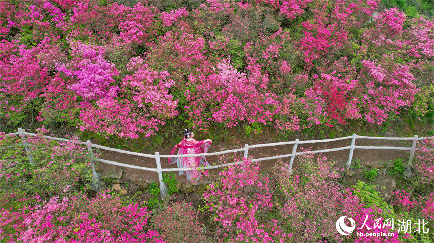 漢服與杜鵑花“撞個滿懷”。人民網(wǎng)記者 周倩文攝