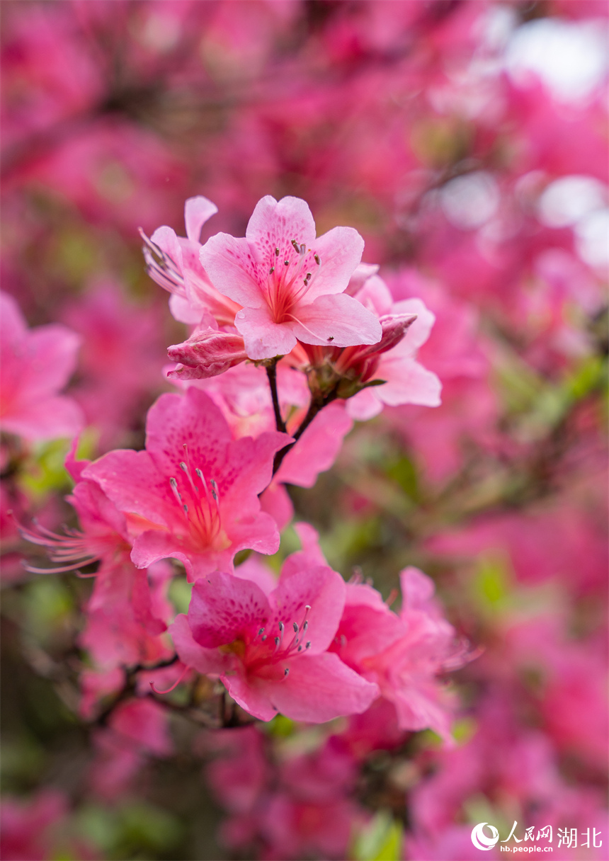 山中的杜鵑花花開正艷。人民網(wǎng)記者 周倩文攝