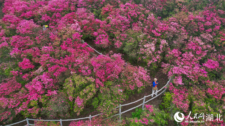 滿山開遍“映山紅”。人民網(wǎng)記者 周倩文攝