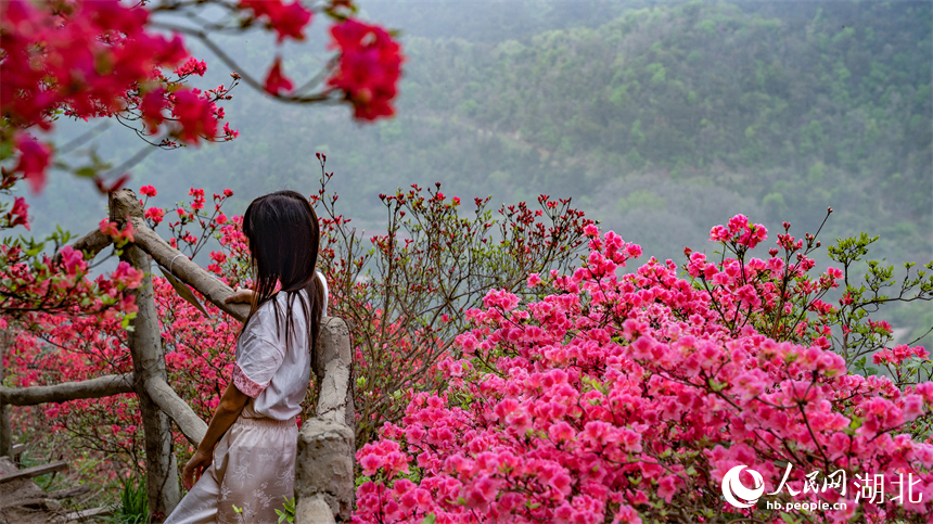 游客與杜鵑花合影。人民網(wǎng)記者 周倩文攝