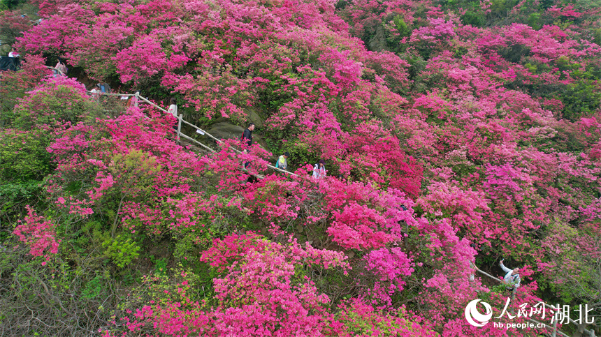 游客在杜鵑花海中穿梭。人民網(wǎng)記者 周倩文攝