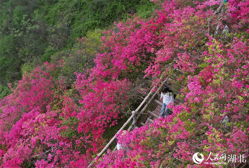 游客在杜鵑花海中行走。人民網(wǎng)記者 周倩文攝