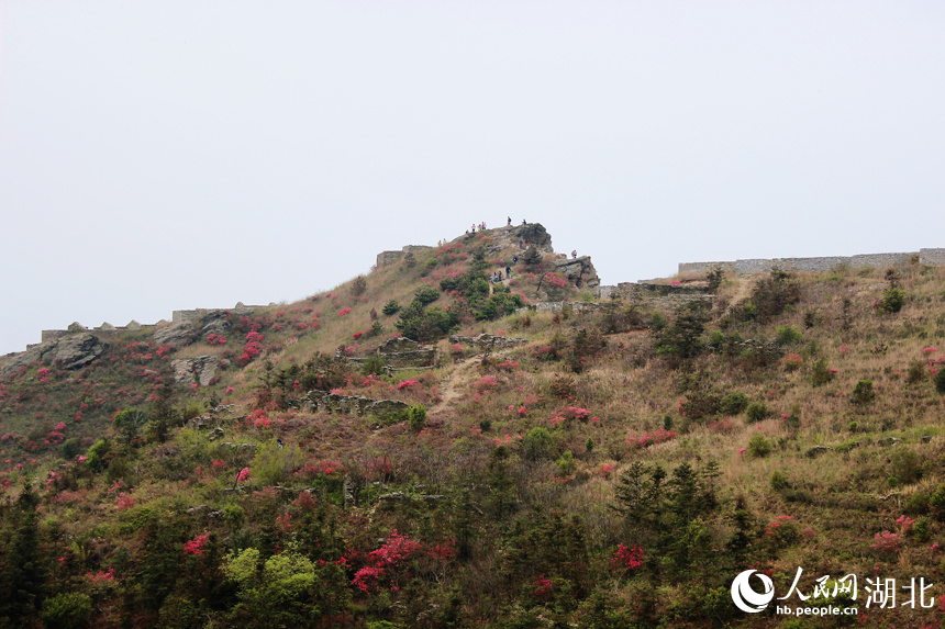 杜鵑花在龍王尖寨墻、石縫間次第綻放。人民網(wǎng)記者 張沛攝